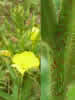 Oenothera rubricaulisH