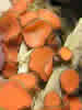 Scutellinia kerguelensisH