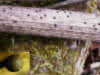 Rosellinia franciscae