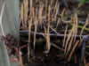 Typhula variabilis